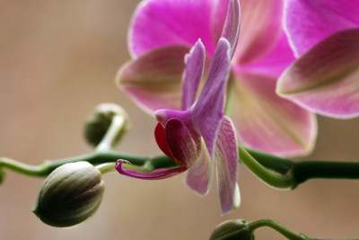 Orchidee-Seite.jpg