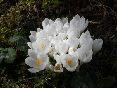 2021-03-22 Crocus tommasinianus 'Balkan White' 1.jpg