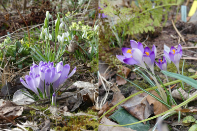 2021-03-22 Crocus heuffelianus.jpg