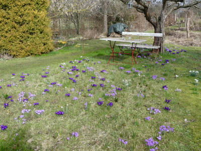 2021-03-22 Garteneinblick 7.jpg