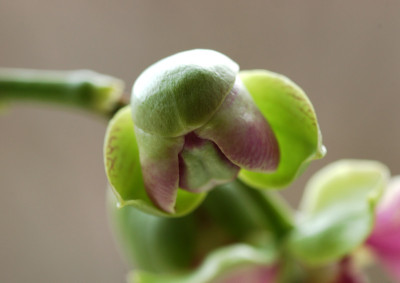 Orchideenkopf.jpg