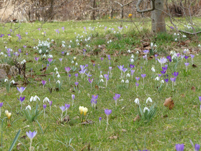2021-03-22 Garteneinblick 9.jpg