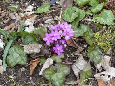 2021-03-22 Hepatica 1.jpg