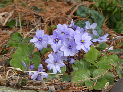 2021-03-22 Hepatica 'Avatar'.jpg