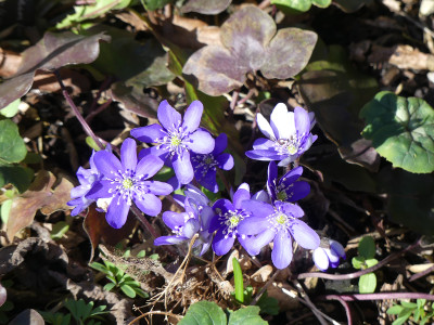 2021-03-22 Hepatica nobilis 1.jpg