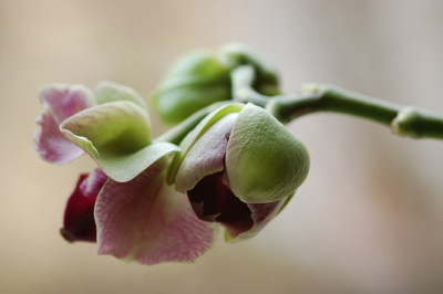 Orchidee-kleine-Bluete.jpg