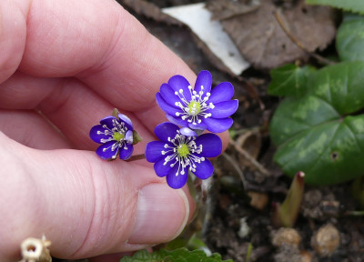 2021-03-22 Hepatica nobilis 2.jpg