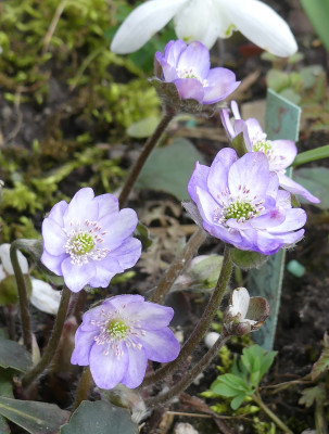 2021-03-22 Hepatica nobilis 4.jpg