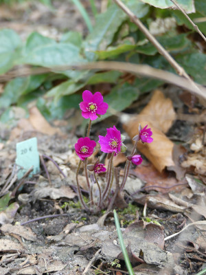 2021-03-22 Hepatica nobilis var. Japonica 'Rot-Pink Spezial Extra' 1.jpg
