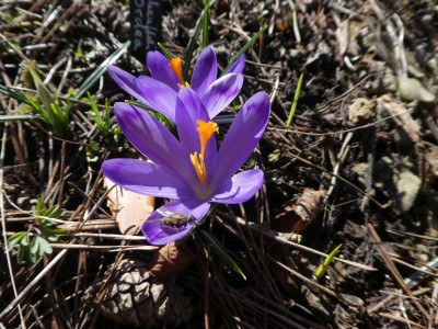 Crocus heuffelianus 'Ordea' 210322.jpg