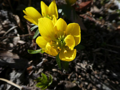 Eranthis 'Sachsengold' 210322 k.jpg