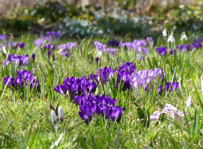2021-03-22 Gartenimpressionen 1.jpg