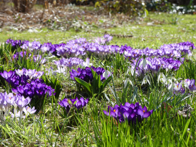 2021-03-22 Gartenimpressionen 2.jpg