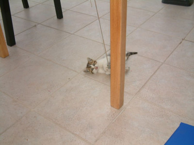 unsere_Katze.jpg