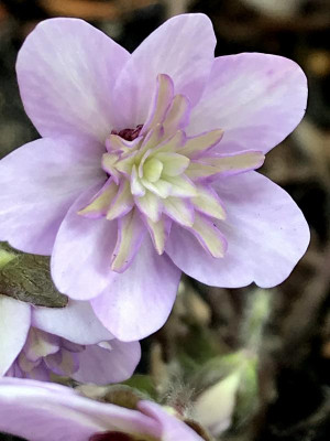 Hepatica  japonica Saichou.JPG