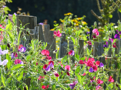 2019-08-25 Arboretum Ellerhoop 10.jpg