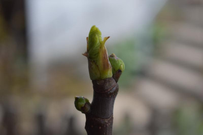 Frühe Feigen 21 001.JPG