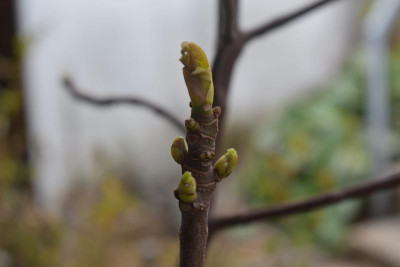 Frühe Feigen 21 004.JPG