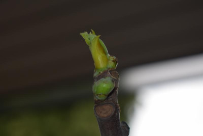 Frühe Feigen 21 005.JPG