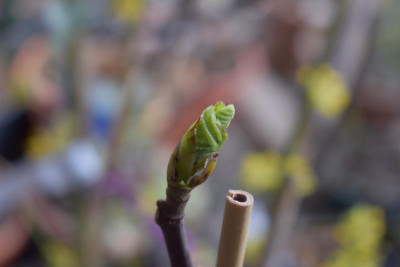 Frühe Feigen 21 002.JPG