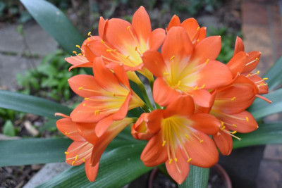 Clivia 002.JPG