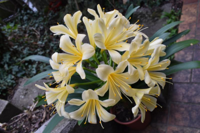 Clivia 004.JPG