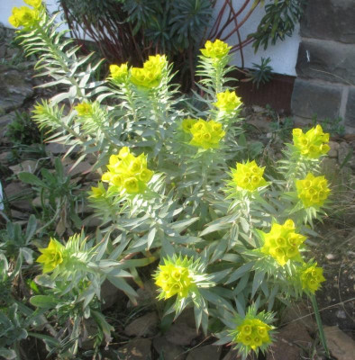 Euphorbia rigida 220321.jpg