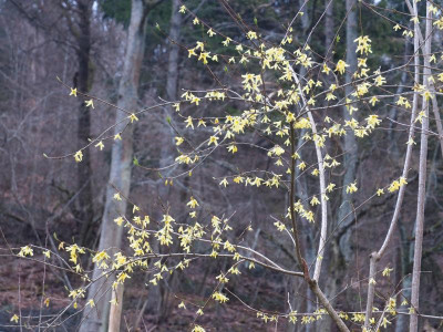 Forsythia giraldiana P3230167.JPG