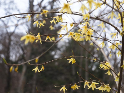 Forsythia giraldiana . P3230171.JPG
