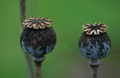Papaver_1_01-11-2007.jpg