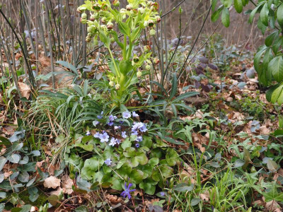 Hepatica nobilis Sämling P3230131.JPG