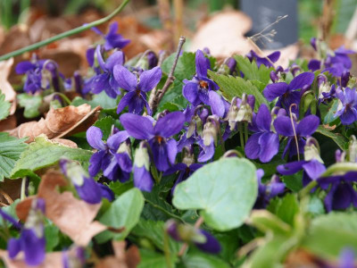 Viola odorata P3230129.JPG