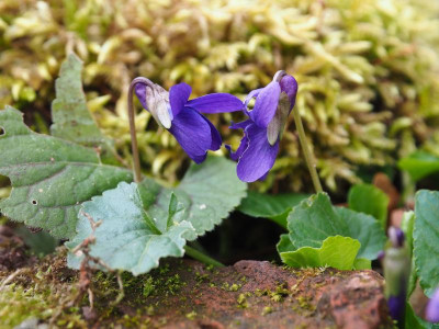 Viola odorata P3230126.JPG
