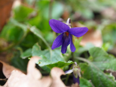 Viola odorata P3230127.JPG