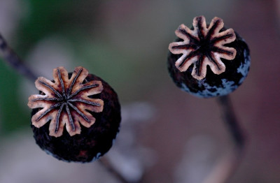 Papaver_2_01-11-2007.jpg