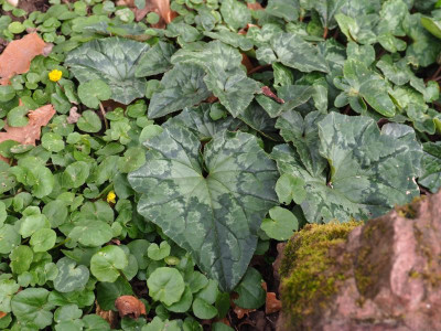 Cyclamen hederifolium P3230108.JPG