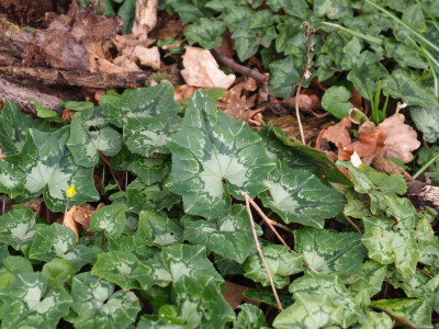 Cyclamen hederifolium P3230109.JPG