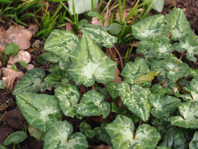 Cyclamen hederifolium P3230111.JPG