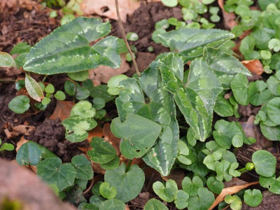 Cyclamen hederifolium P3230107.JPG