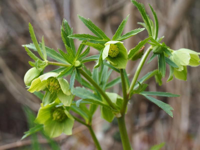 Helleborus viridis P3230115.JPG