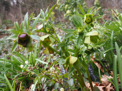Helleborus multifidus P3230116.JPG