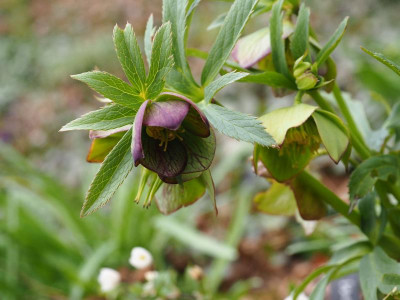 Helleborus multifidus P3230117.JPG