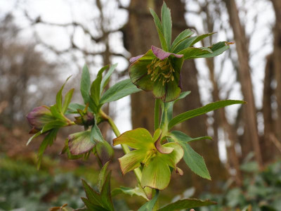 Helleborus multifidus P3230119.JPG
