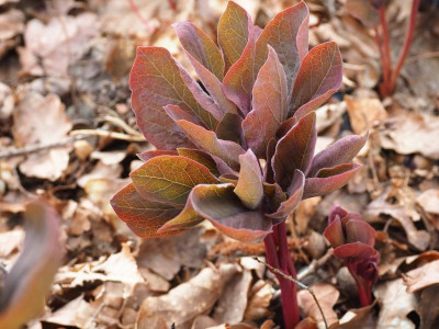 Paeonia mlokosowitschii P3230124.JPG