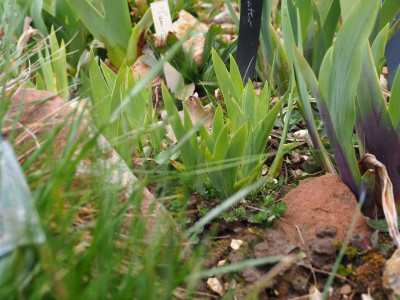 Iris IB Tumwater Austrieb P3230161.JPG