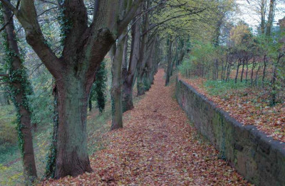 Novemberwald_3_01-11-2007.jpg
