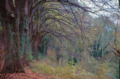 Novemberwald_2_01-11-2007.jpg