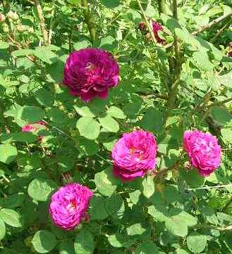 Rose_Souvenier_d_Alphonse_Lav._...oder_....jpg