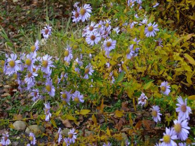 Aster_Anke4.JPG