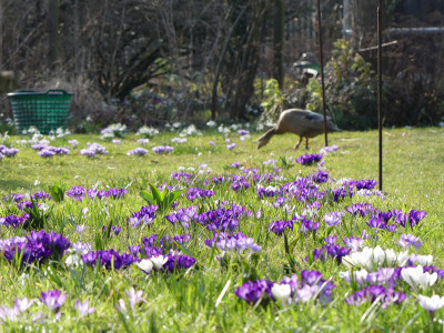 2021-03-24 Garteneinblick 1.jpg